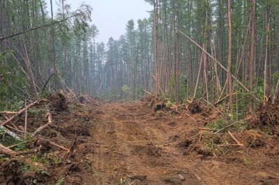 Forested Land Clearing