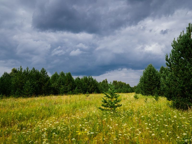 Brush and Vegetation Clearing
