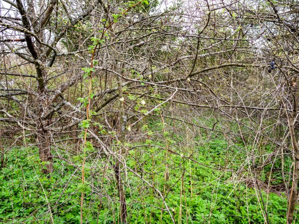 Underbrush Clearing in Dothan