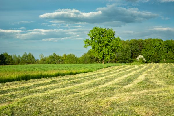 Cost of Vegetation Removal in Dothan