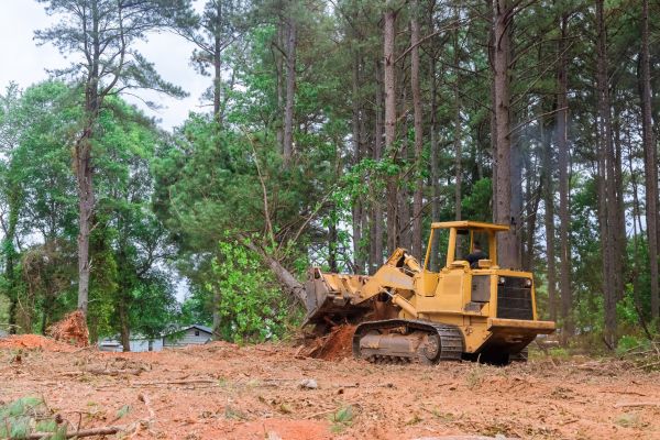 Forest Thinning in Dothan