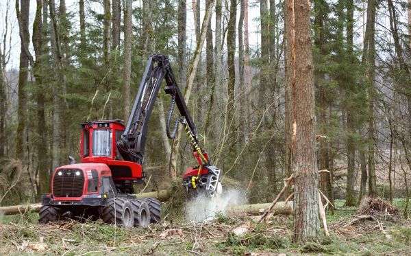 Cost of Forest Clearance Service in Dothan