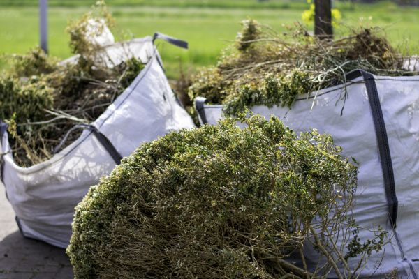 Cost of Bushes Clearing in Dothan