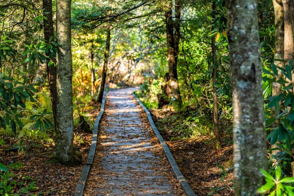 Cost of Trail Clearing in Dothan