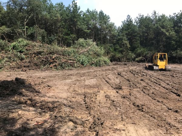 Cost of Thicket Clearing in Dothan